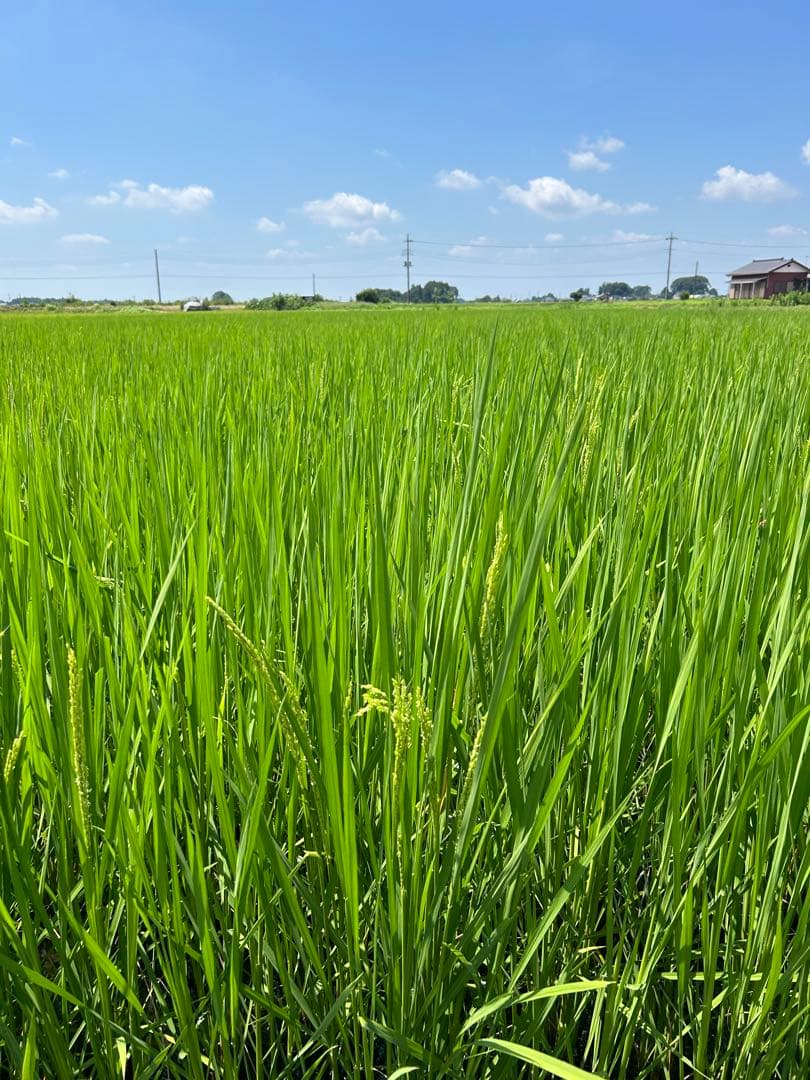 完全無農薬　令和7年産コシヒカリ 天日干し　土蔵保管　もみすり立て　玄米10キロ