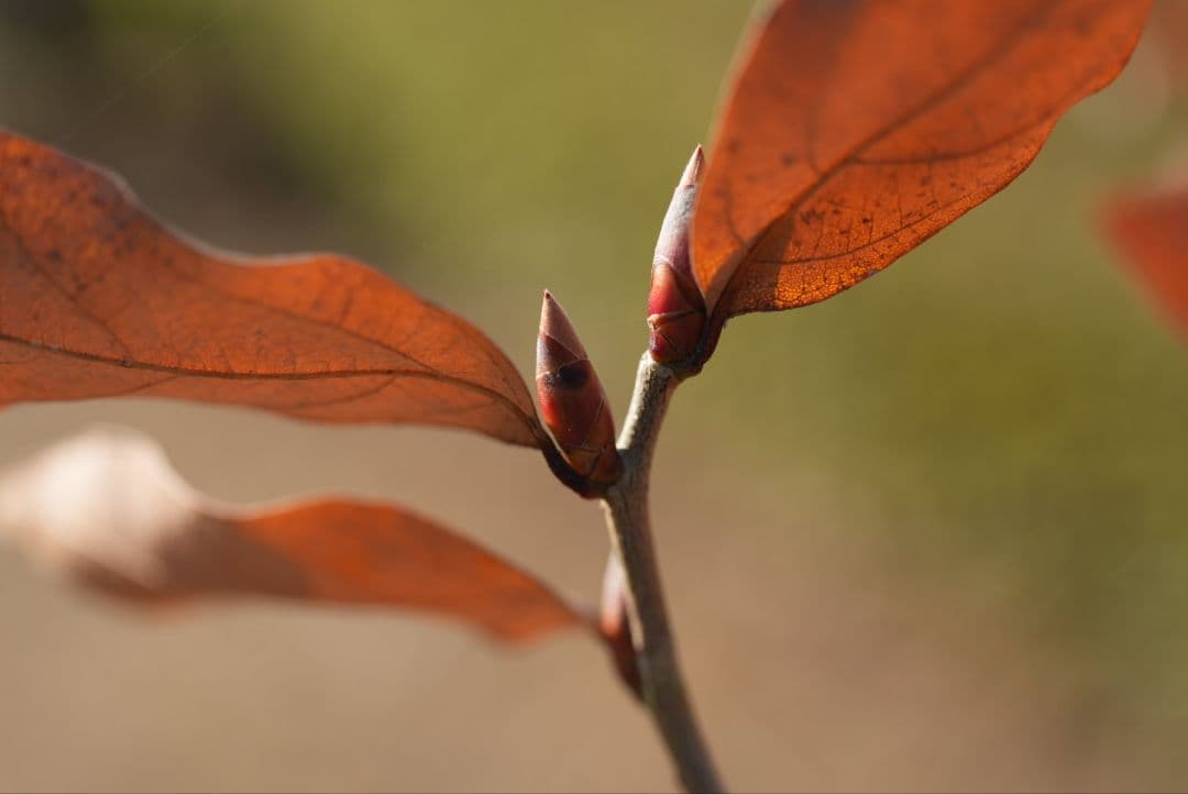 レンズ(ズーム) FE70-200F4MacroGOSSII SEL70200G2