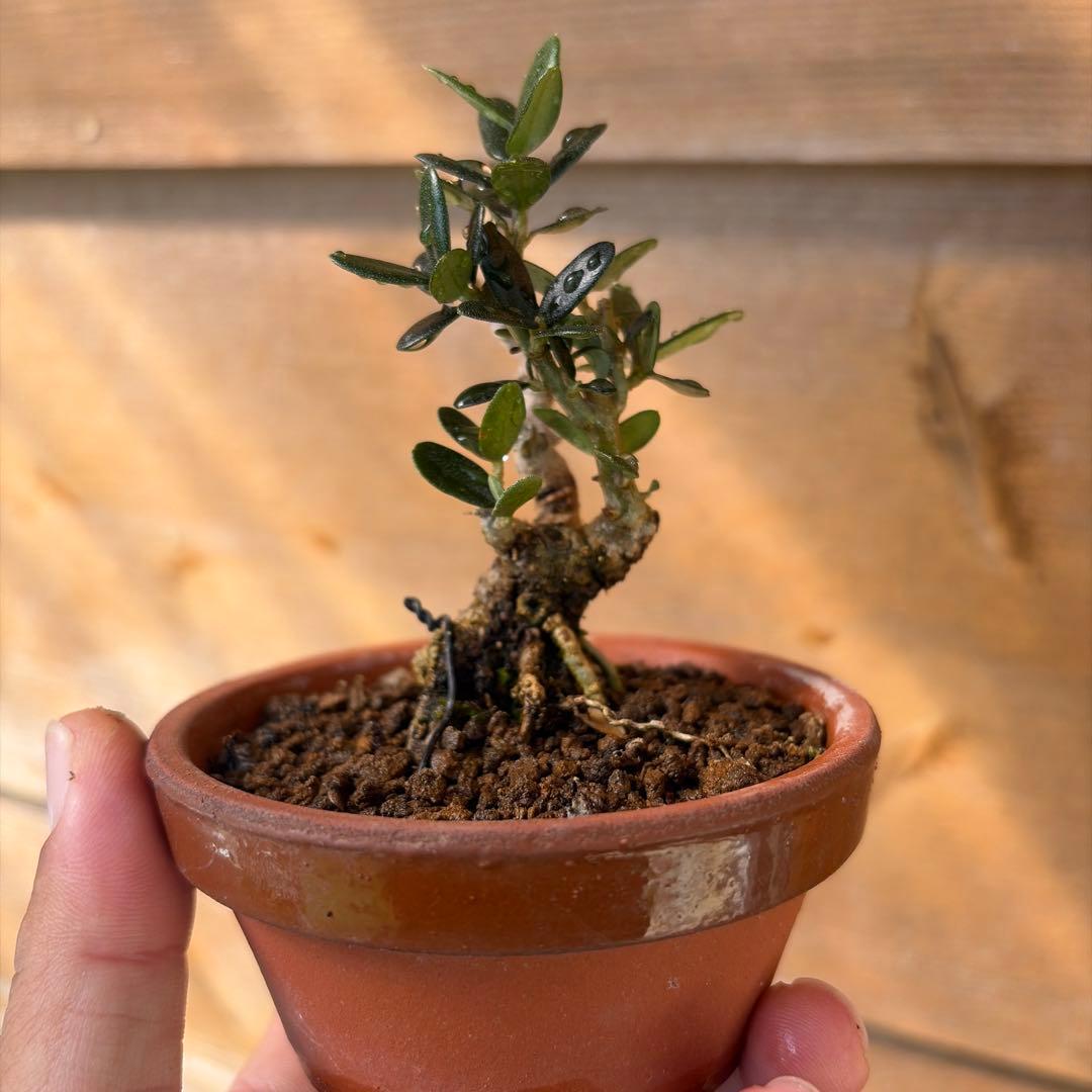 姫オリーブ小品盆栽1