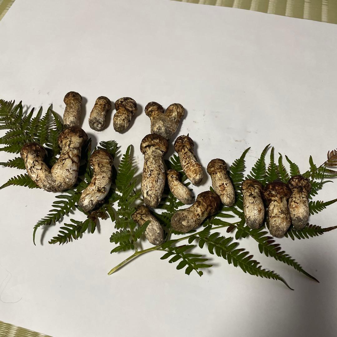 松茸　岩手産