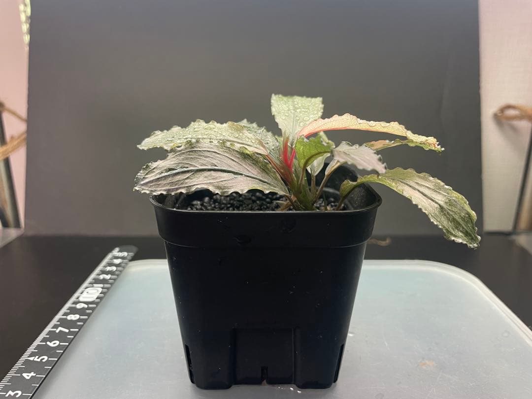 k*m様 ブセファランドラ sp ピンクバリエガータ[水上育成]