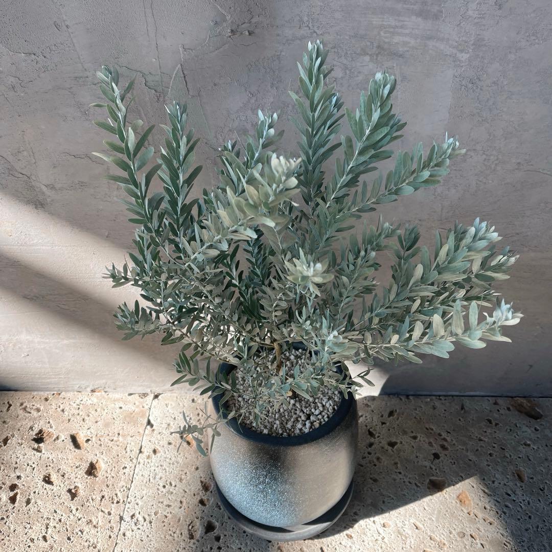アカシア　ブルーブッシュ　シルバーリーフ　バルーン陶器鉢　植え込み発送