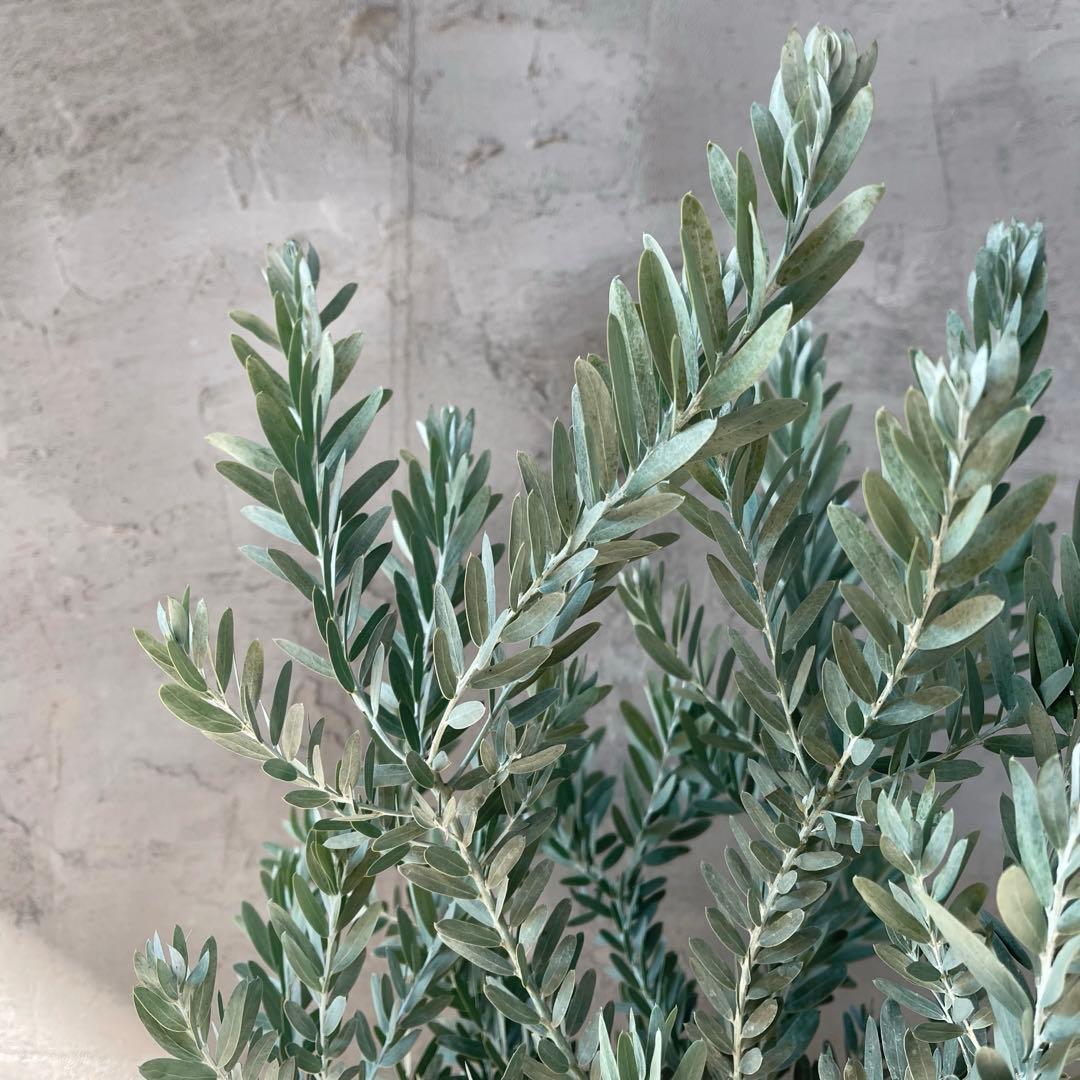 アカシア　ブルーブッシュ　シルバーリーフ　バルーン陶器鉢　植え込み発送