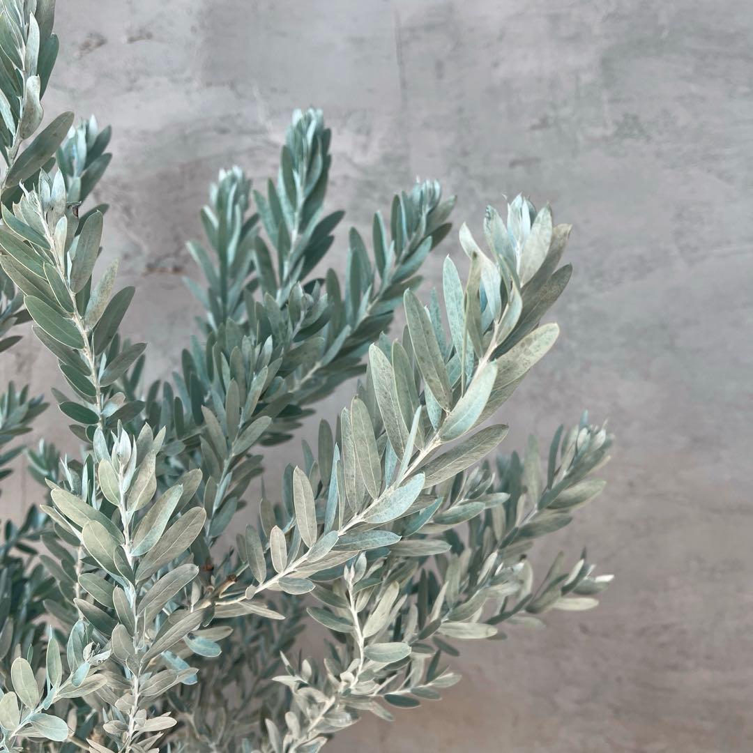 アカシア　ブルーブッシュ　シルバーリーフ　バルーン陶器鉢　植え込み発送