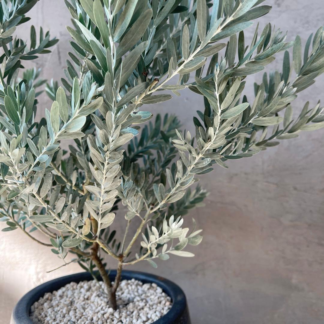 アカシア　ブルーブッシュ　シルバーリーフ　バルーン陶器鉢　植え込み発送