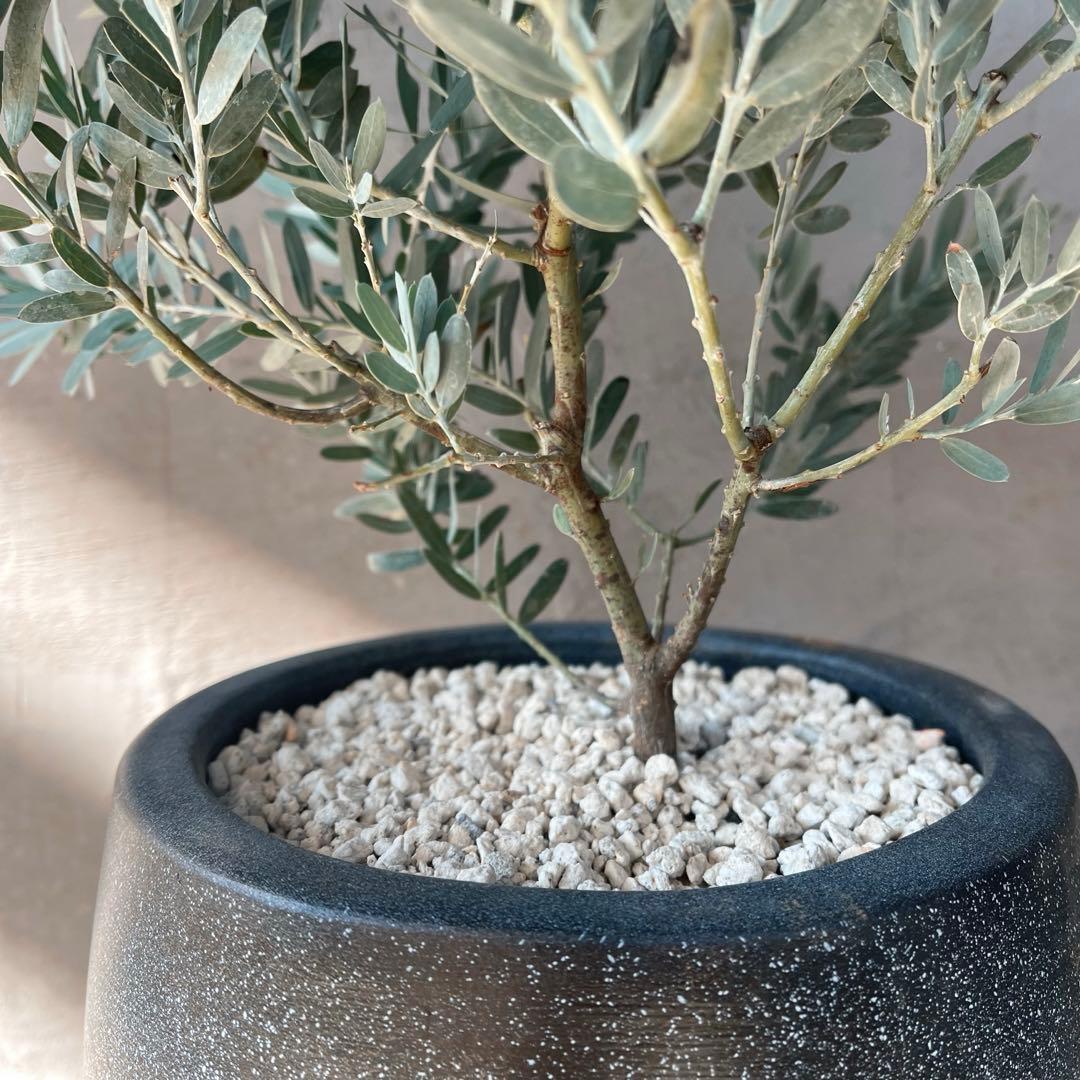 アカシア　ブルーブッシュ　シルバーリーフ　バルーン陶器鉢　植え込み発送