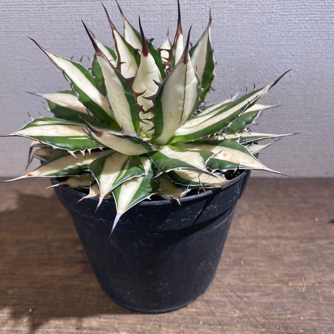 アガベ　ホリダ　白中斑　極上限定