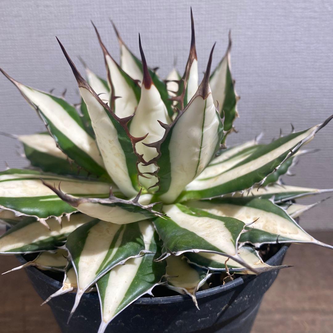 アガベ　ホリダ　白中斑　極上限定