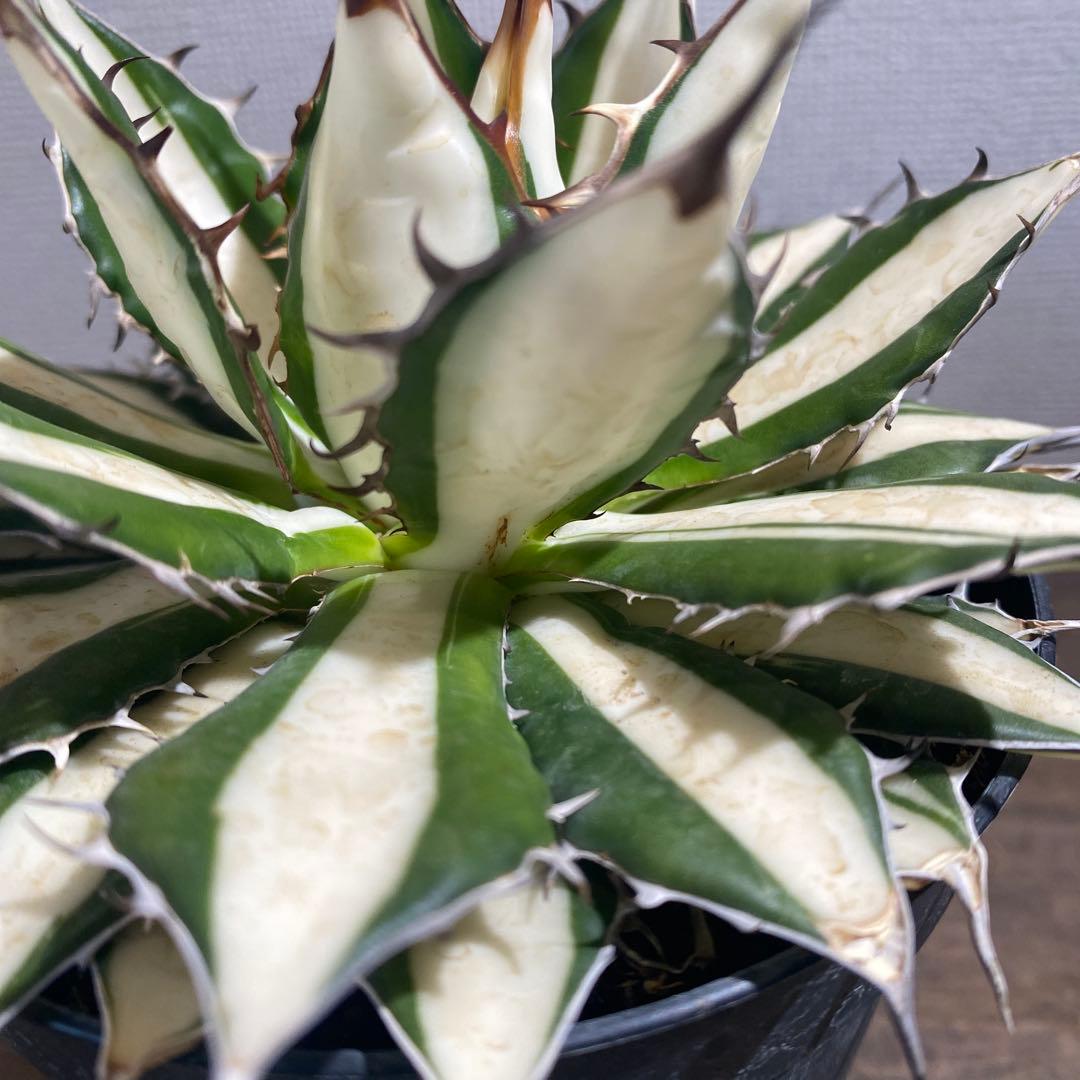 アガベ　ホリダ　白中斑　極上限定