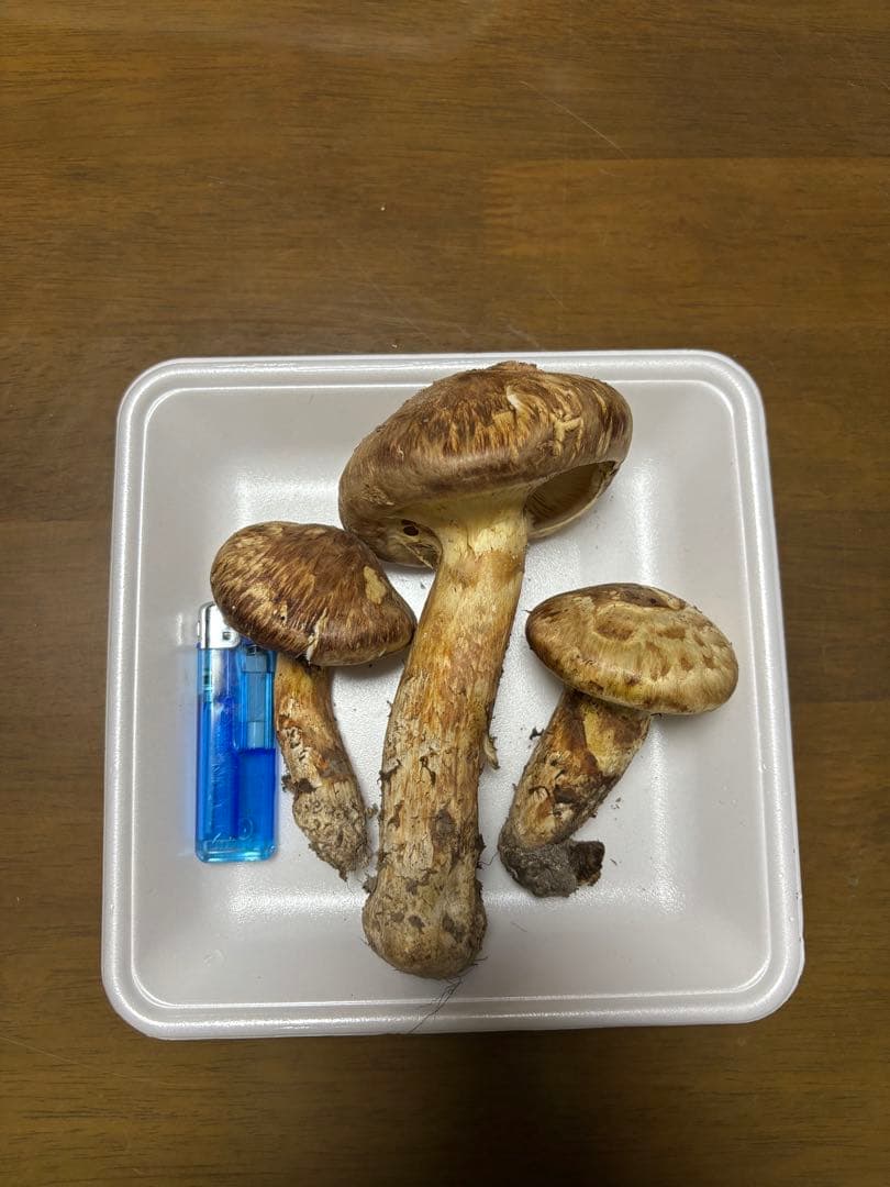 香川県産　獲れたて松茸2 3本194グラム　国産　天然物