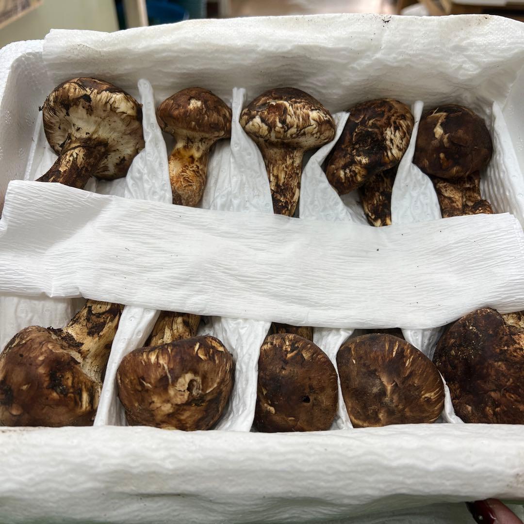 超新鮮な中国産松茸 つぼみ 27本入り　約1キロ