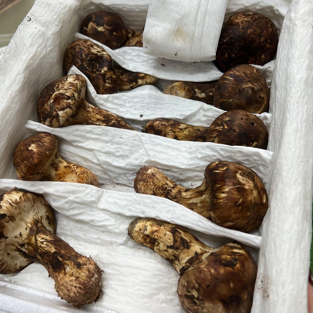 超新鮮な中国産松茸 つぼみ 27本入り　約1キロ