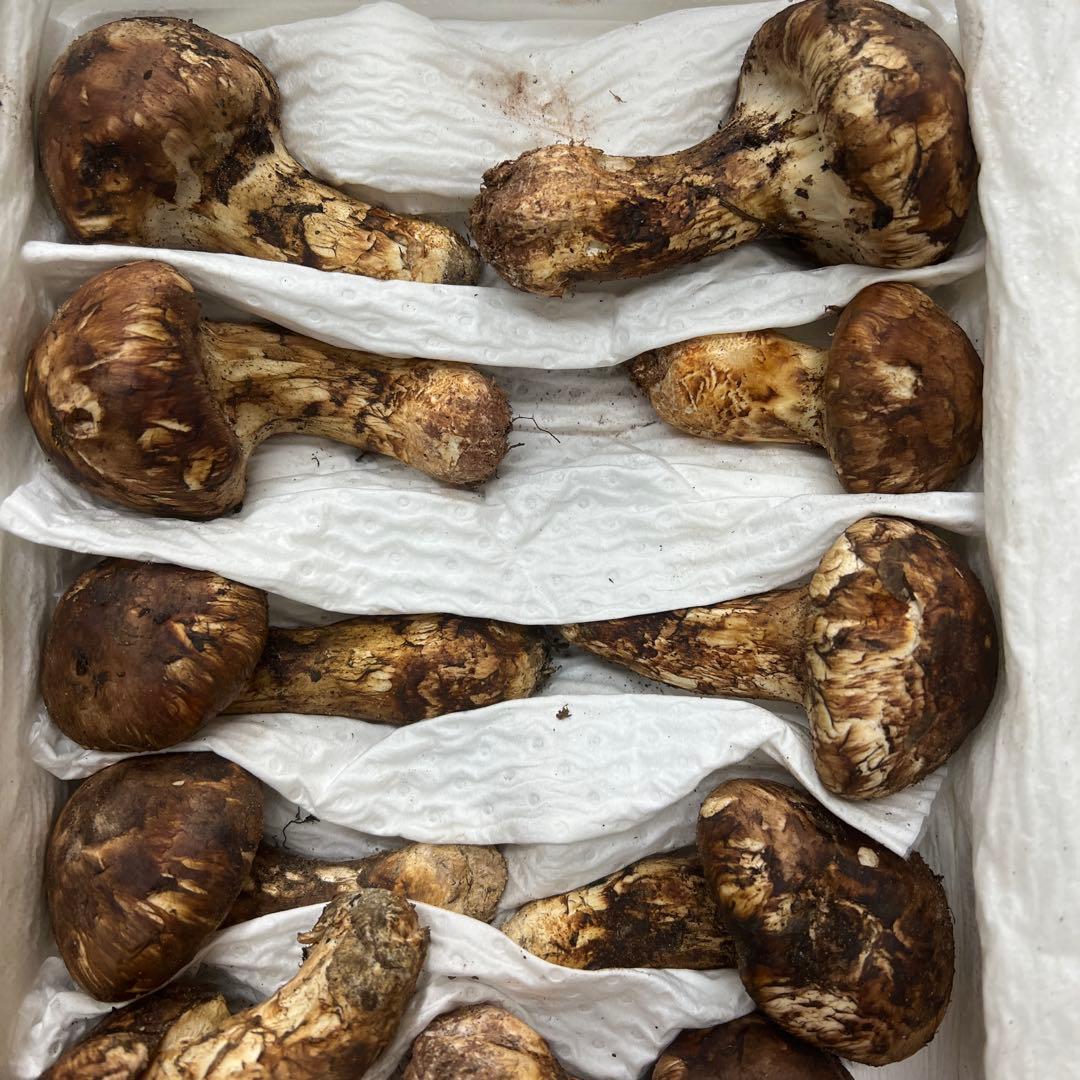 超新鮮な中国産松茸 つぼみ 27本入り　約1キロ