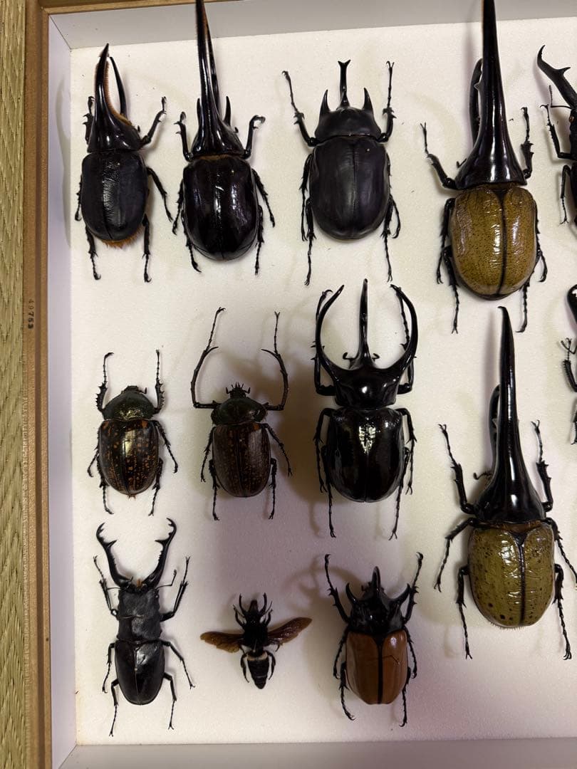 KANA標本各種　カブトムシ、クワガタムシ