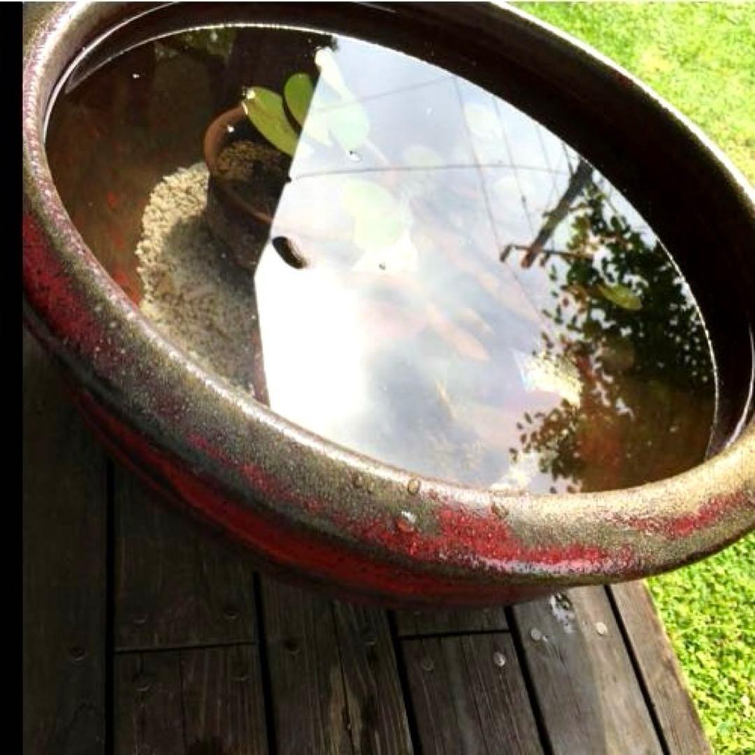 美しい赤鉢　睡蓮鉢　特大