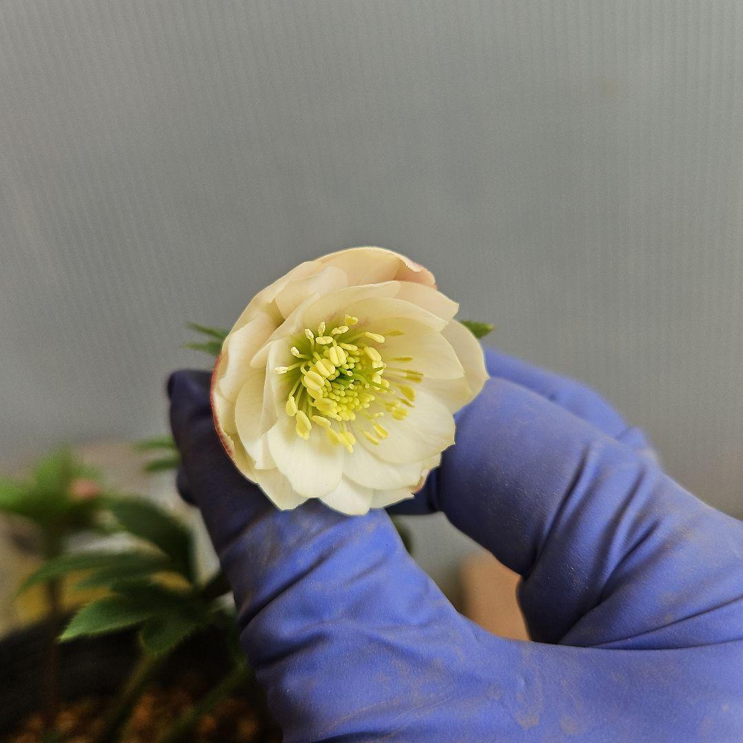 K.様ご購入苗㉖-287クリスマスローズ