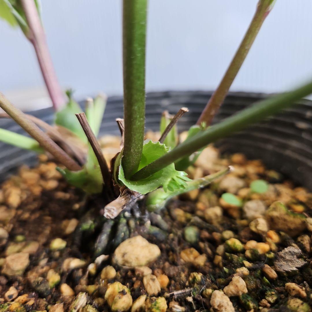 K.様ご購入苗㉖-287クリスマスローズ