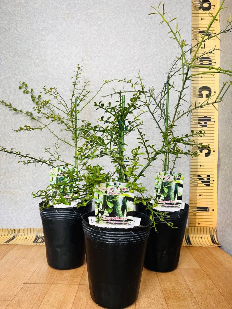 柑橘2年生　フィンガーライム接木苗／苗　3鉢まとめて　撮影品発送