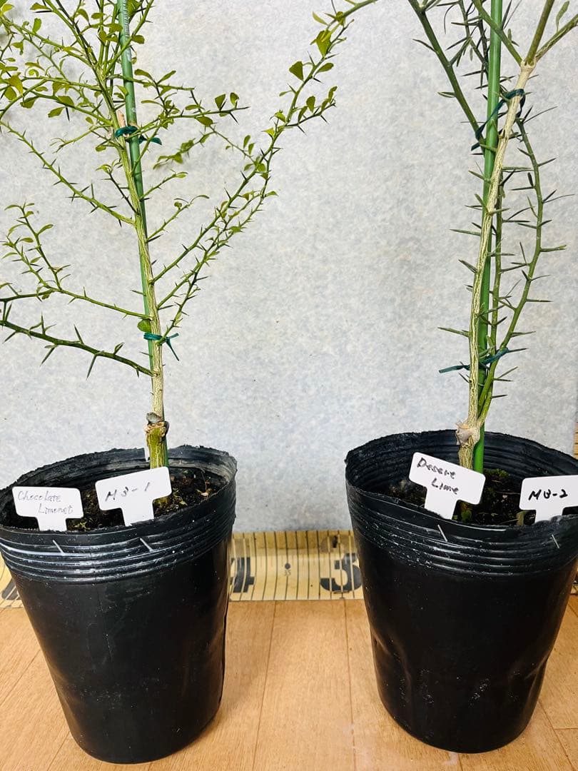 柑橘2年生　フィンガーライム接木苗／苗　3鉢まとめて　撮影品発送
