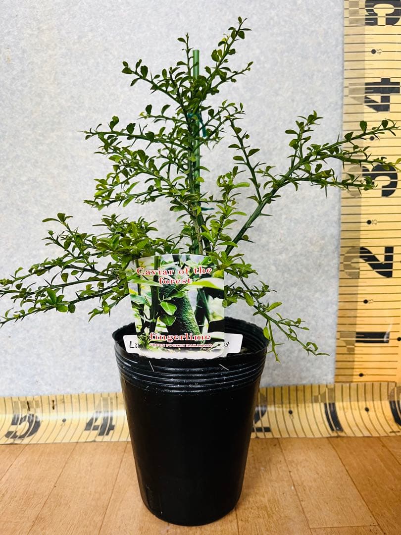 柑橘2年生　フィンガーライム接木苗／苗　3鉢まとめて　撮影品発送