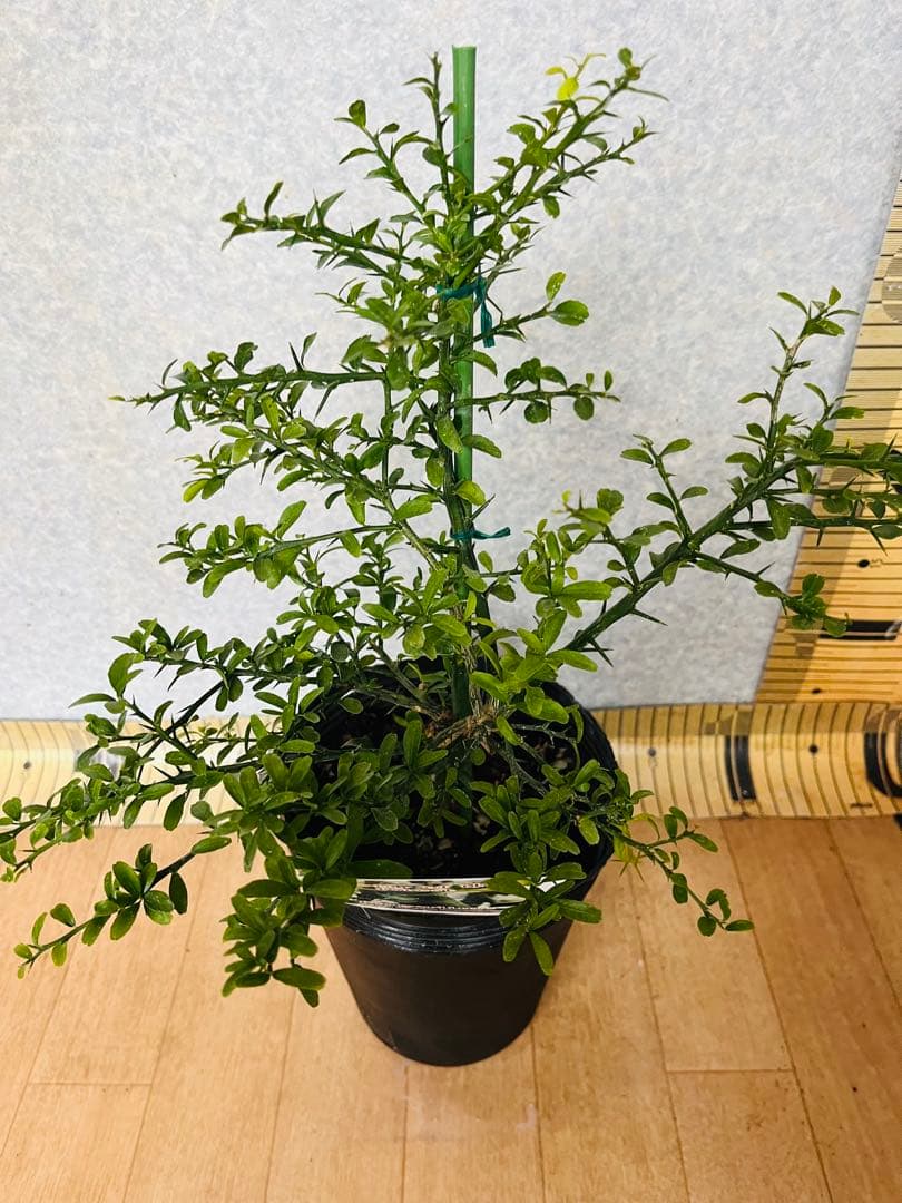 柑橘2年生　フィンガーライム接木苗／苗　3鉢まとめて　撮影品発送