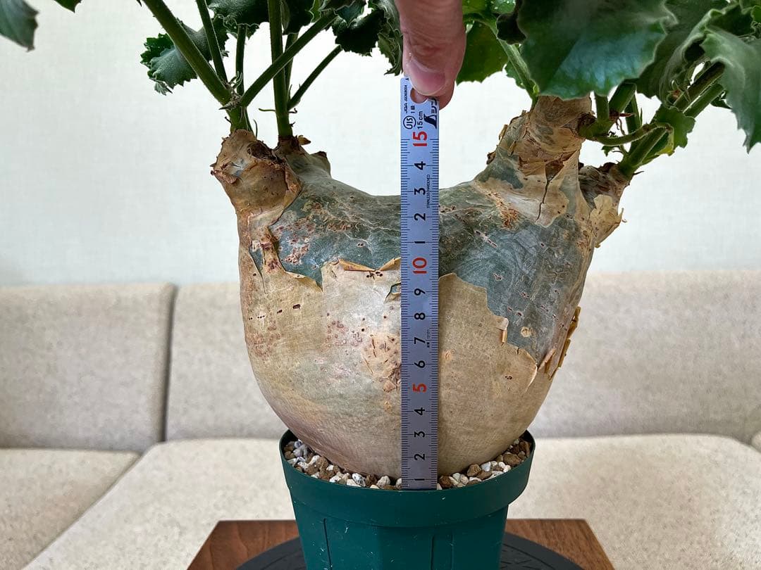 キフォステンマ マクロプス 大株 コレクション ぷっくり