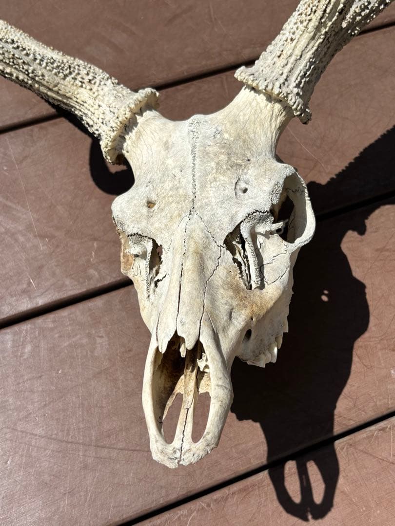 鹿の頭蓋骨　鹿の角　エゾシカ　大型　ハンティングトロフィー