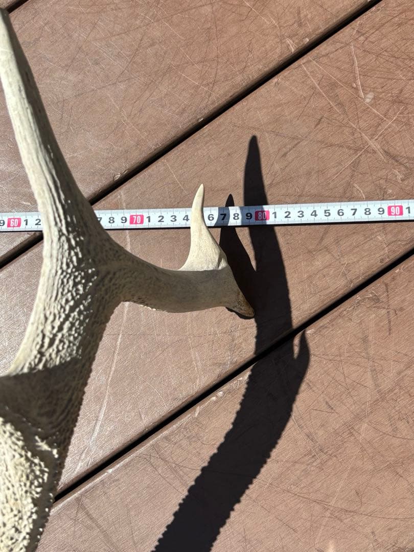 鹿の頭蓋骨　鹿の角　エゾシカ　大型　ハンティングトロフィー