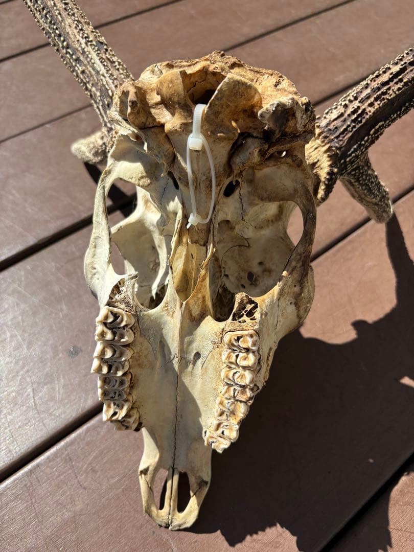 鹿の頭蓋骨　鹿の角　エゾシカ　大型　ハンティングトロフィー