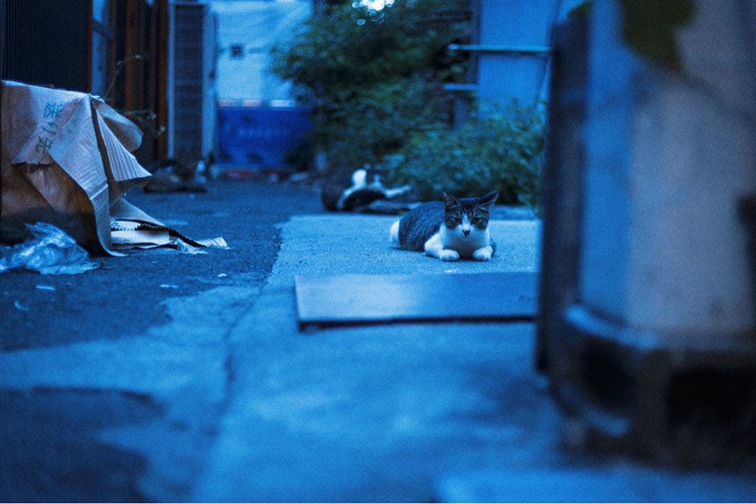 24-105mm F4 DG OS HSM CANON用