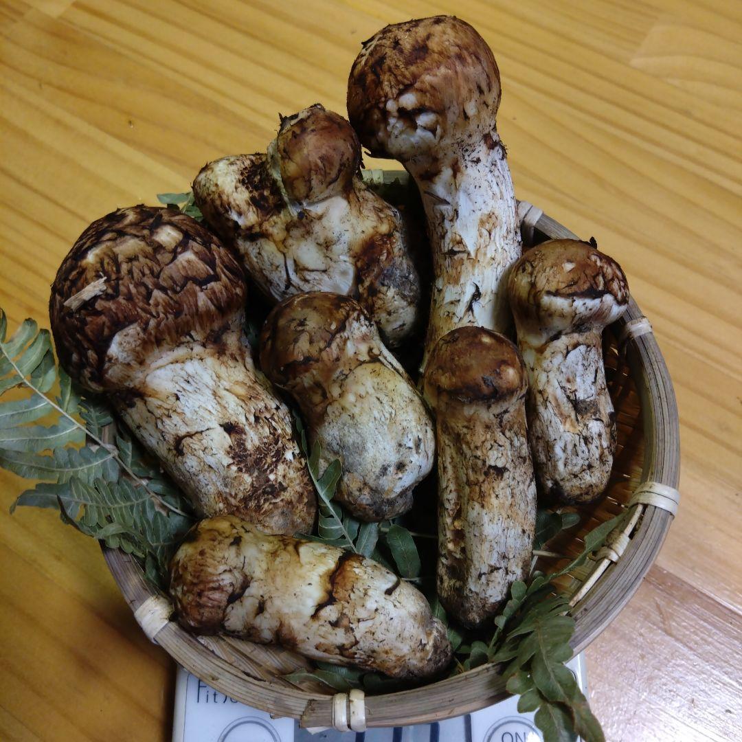 岩手県産マツタケ213g傷あり