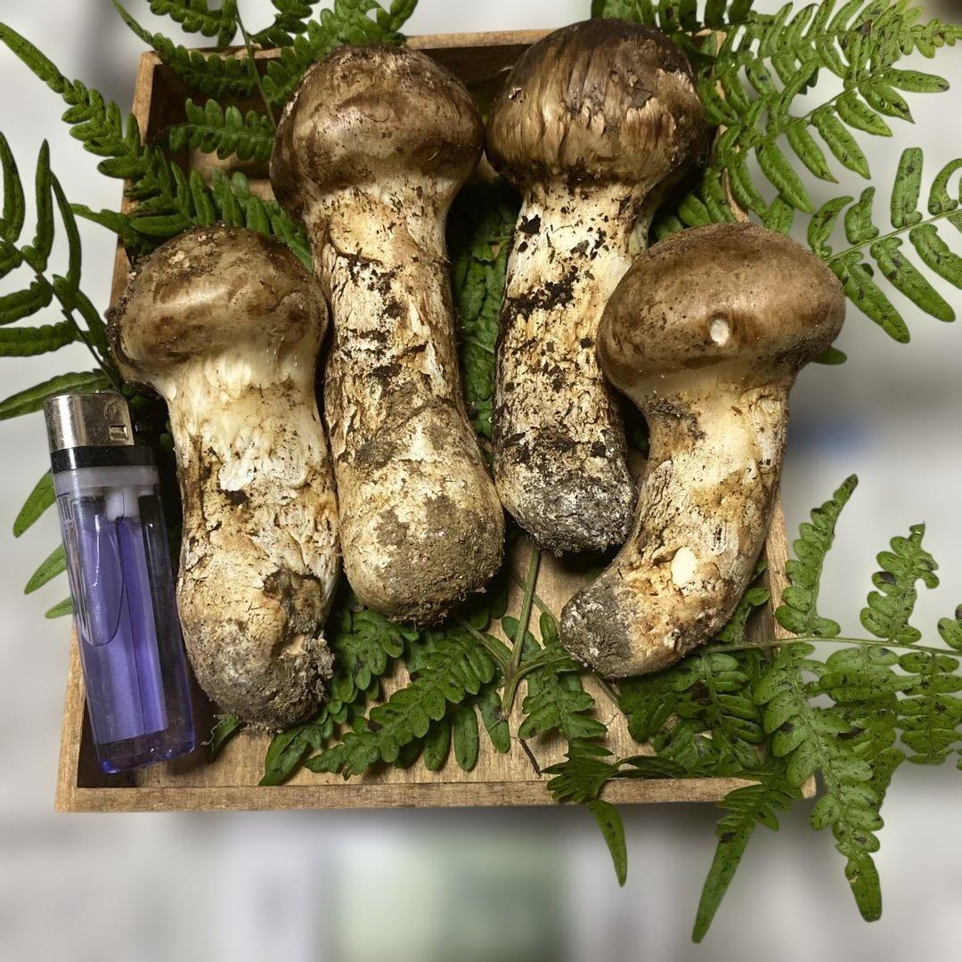 ①南信州豊丘産 松茸 328ｇ