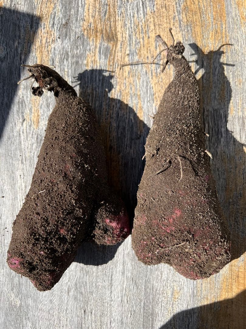 紫芋 土付き　箱込み15キロ　無農薬　鹿児島県産