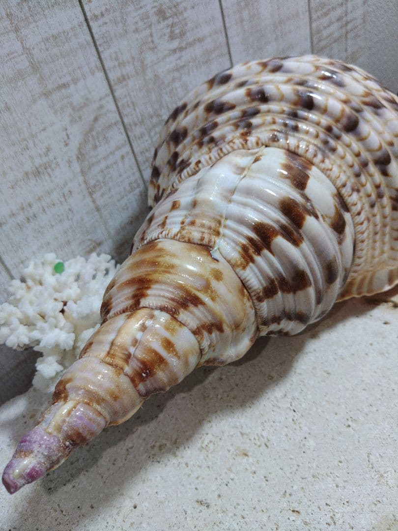 美品　法螺貝　ホラ貝の置物　約35センチ