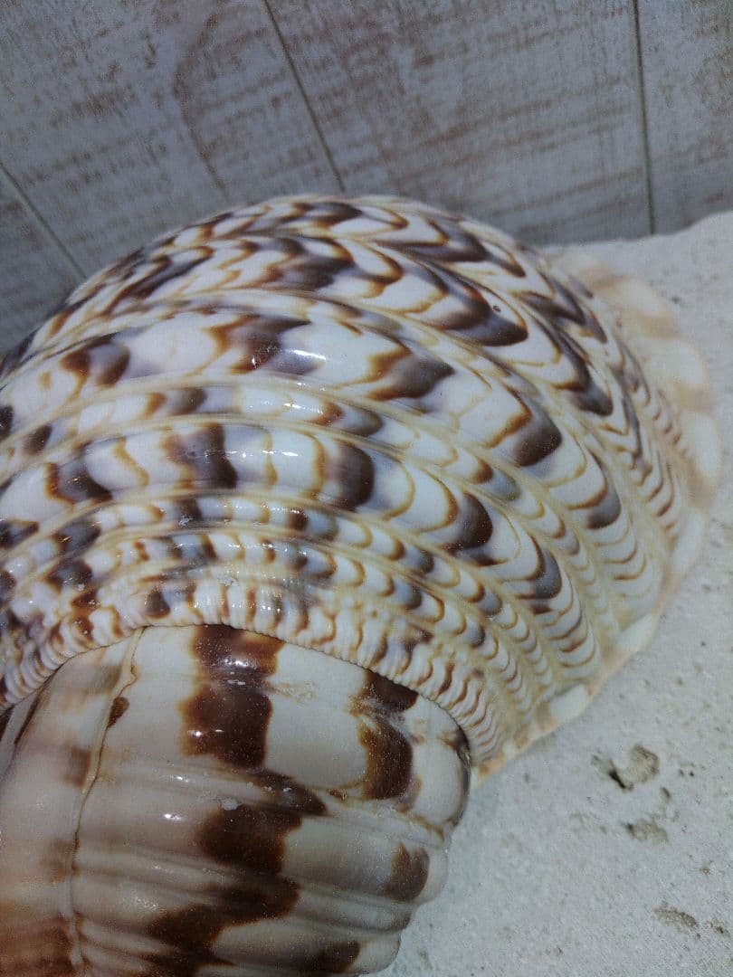 美品　法螺貝　ホラ貝の置物　約35センチ