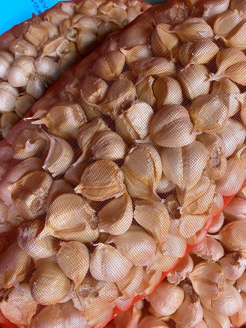 青森県バラにんにく5キロ大　お買得品