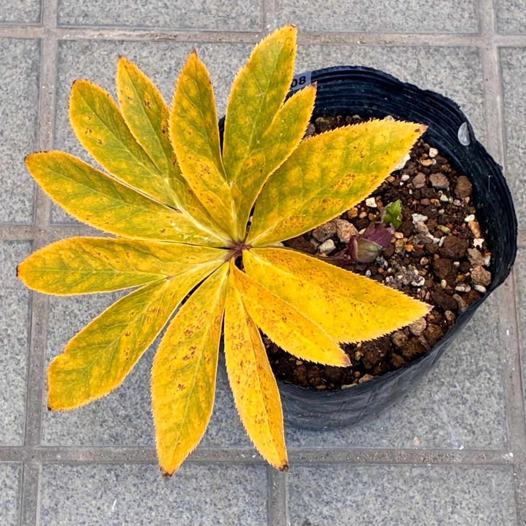 衛*様 3408☘️ラスト2☘️蕾付き☘️極上☘️⭐️ソレイユ⭐️ボリュームSD