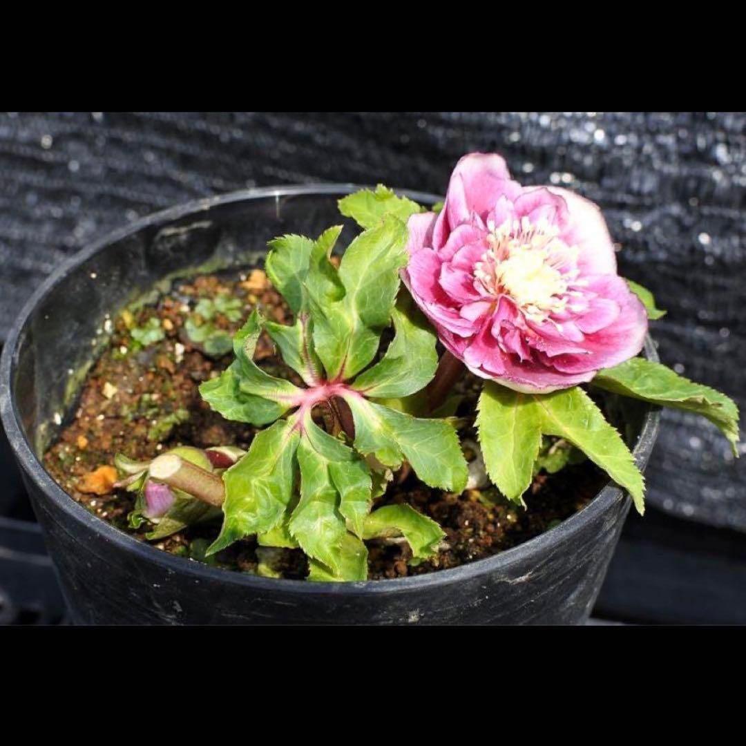 衛*様 3408☘️ラスト2☘️蕾付き☘️極上☘️⭐️ソレイユ⭐️ボリュームSD