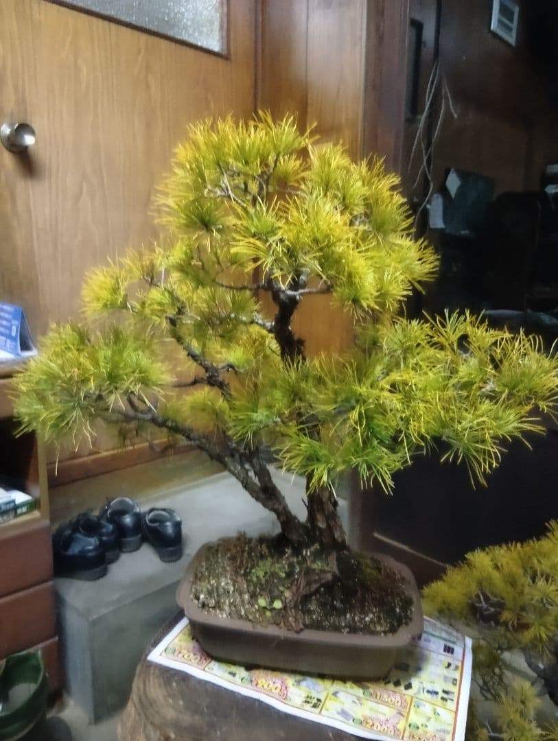 五葉松（かなり年数持ち込み古い）②