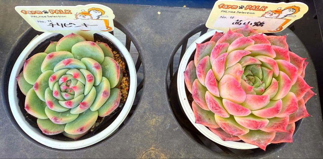 farm PALK 茜小鶴　チリピンキー札付き　美苗