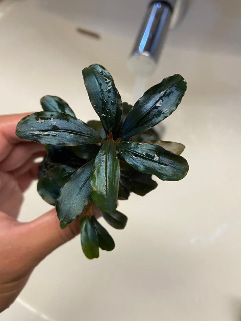 水草 Bucephalandra sp.Blue Purple