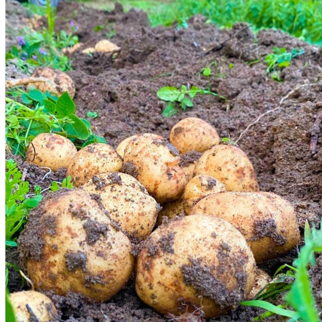 幻の　じゃがいも　ジャガイモ　07