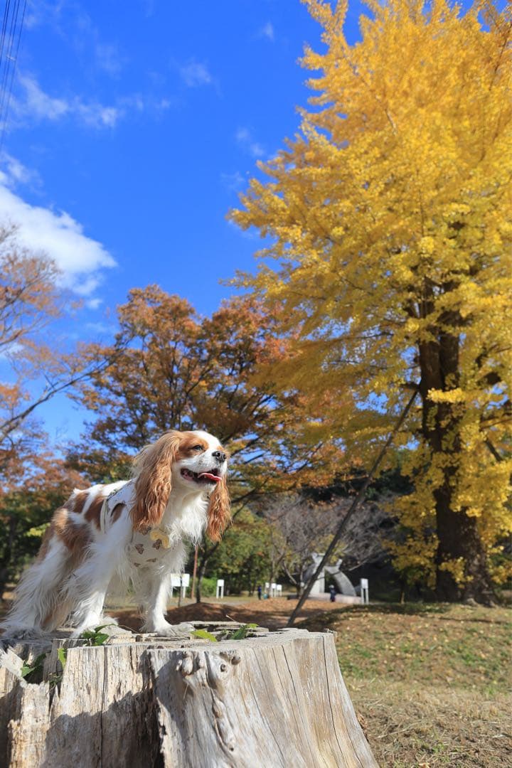 Canon EF 20mm f/2.8 レンズ 中古 クモリ有