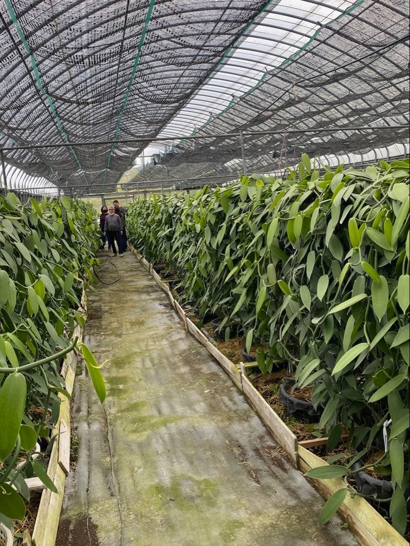 台湾産オーガニックバニラビーンズ Aグレード480gパック