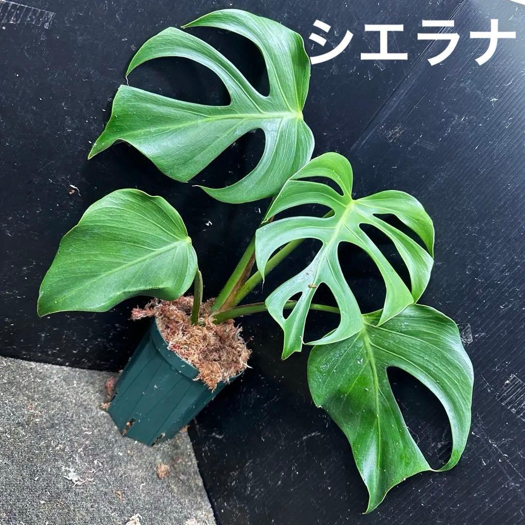 ル*ス様 モンステラデリシオーサシエラナオアハカ増殖株大株美葉個体レア