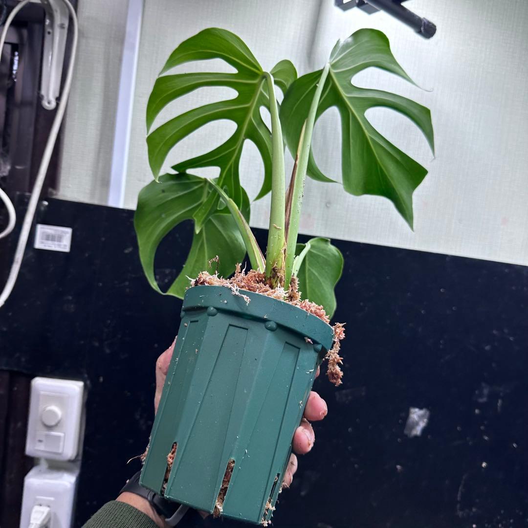 ル*ス様 モンステラデリシオーサシエラナオアハカ増殖株大株美葉個体レア