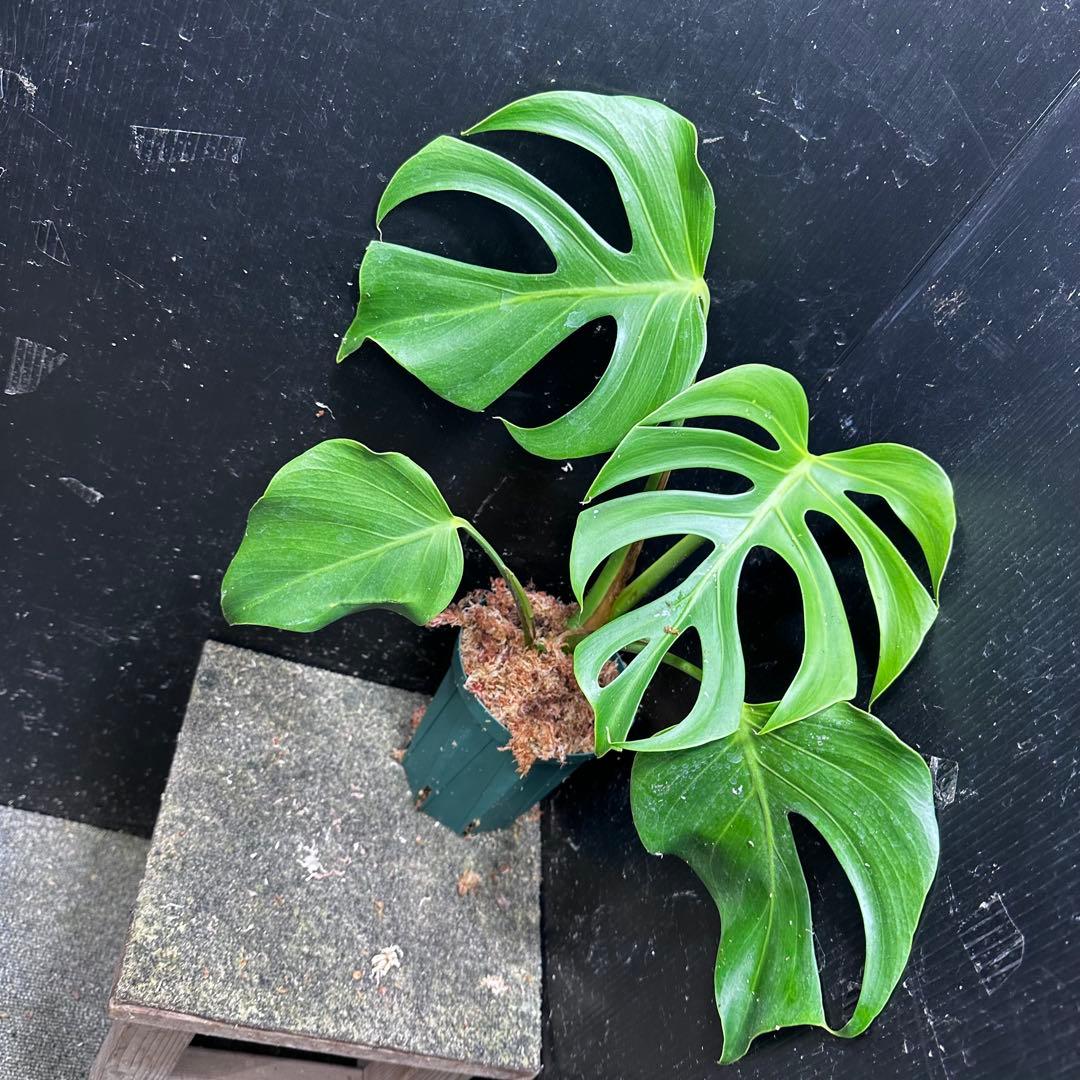 ル*ス様 モンステラデリシオーサシエラナオアハカ増殖株大株美葉個体レア