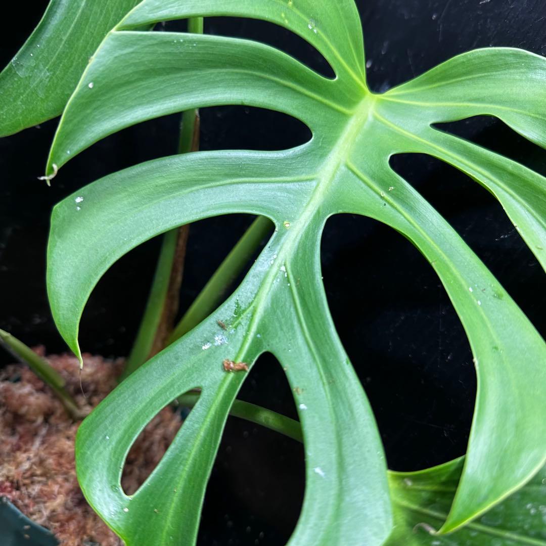 ル*ス様 モンステラデリシオーサシエラナオアハカ増殖株大株美葉個体レア