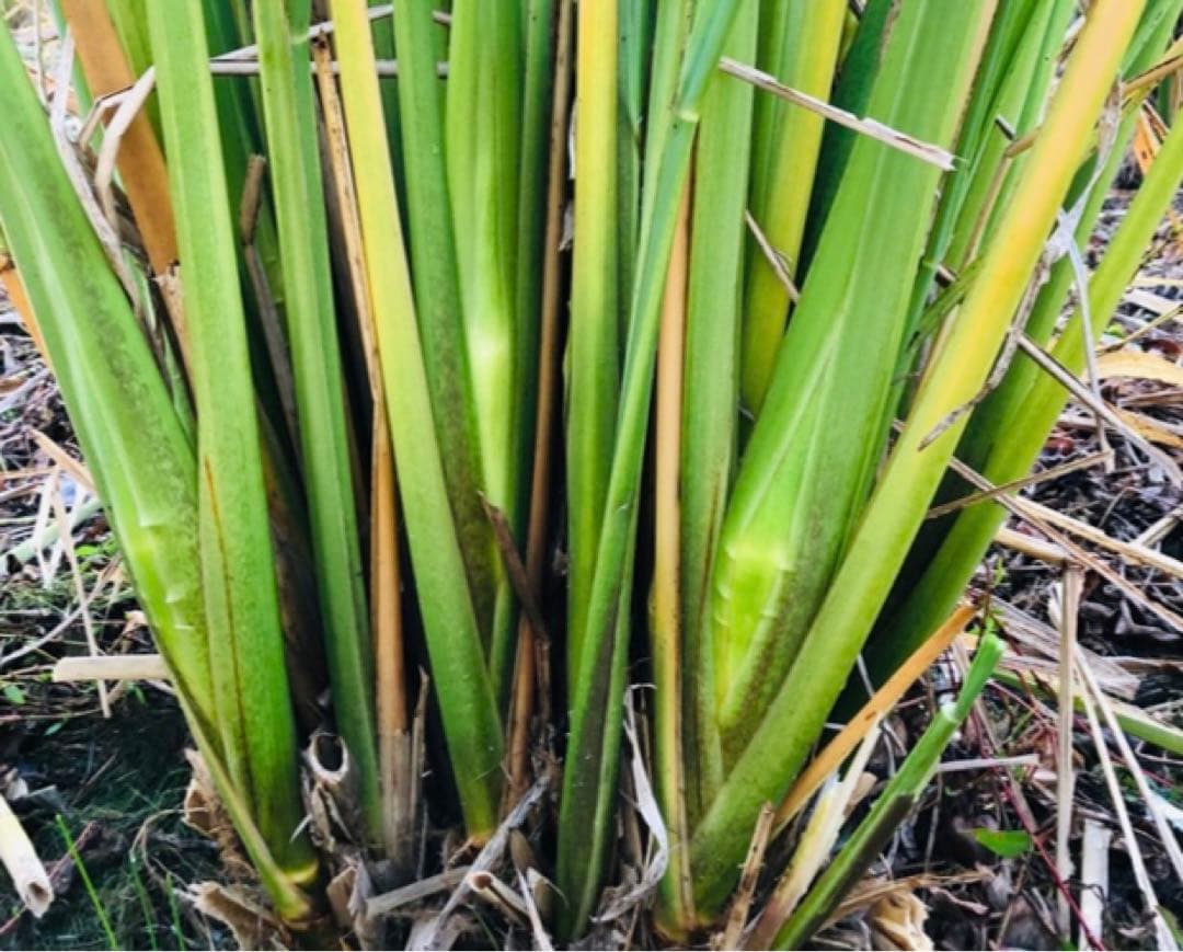【❤︎❤︎❤︎】三重県産マコモダケ 10.0kg 小さいサイズ•黒穂菌
