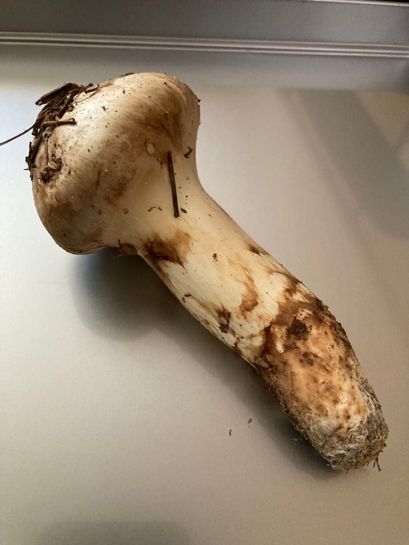 松茸　国産　50g